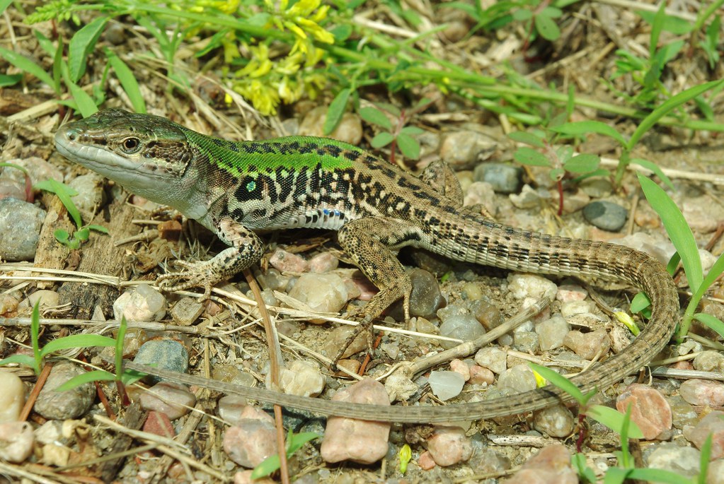 Italian Wall Lizard Podarcis sicula Italian Wall Lizard … Flickr