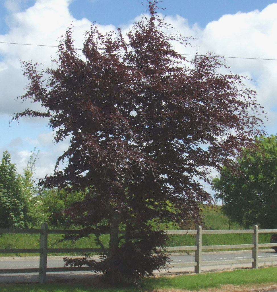 Copper Beech Tree Not my tree, but I remember planting it … Flickr