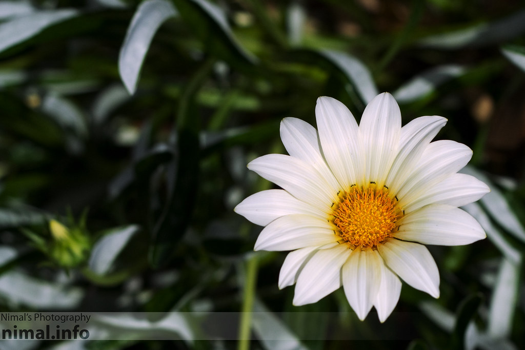 Purity A White Flower at the Brisbane Botanic Gardens, Mou… Flickr