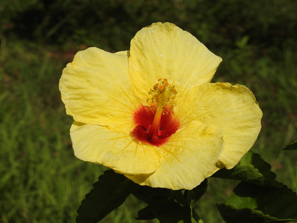 Yellow hibiscus bloom Yellow hibiscus bloom, Hawaii Loa ca… Flickr