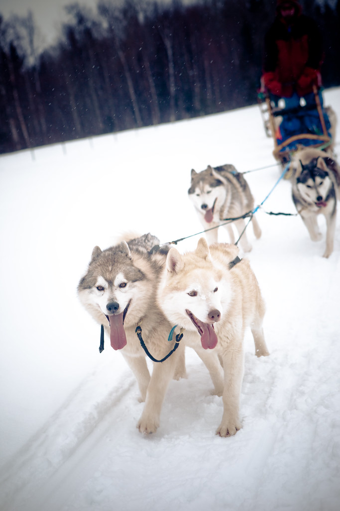 Snowshoe Adventure in the Ancient Rainforest Prince Geor… Flickr