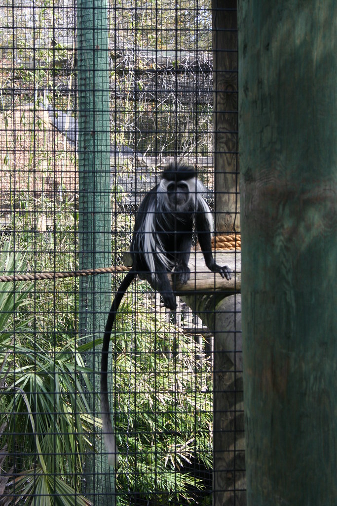 Jacksonville Zoo Monkey! historybydesign Flickr