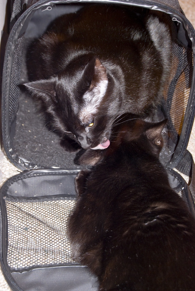 Donner has the kitty herpes virus But he'll be okay. And O… Flickr