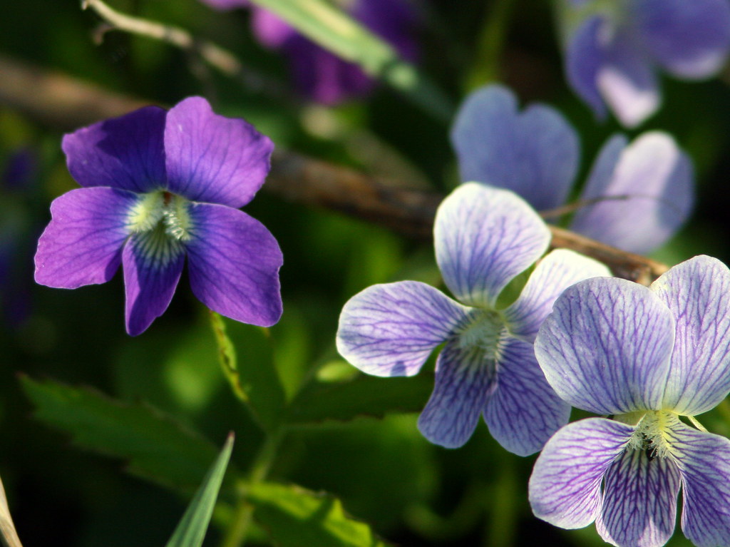 Blue and Purple Violets 20100415 Morning walk at Nelson La… Flickr