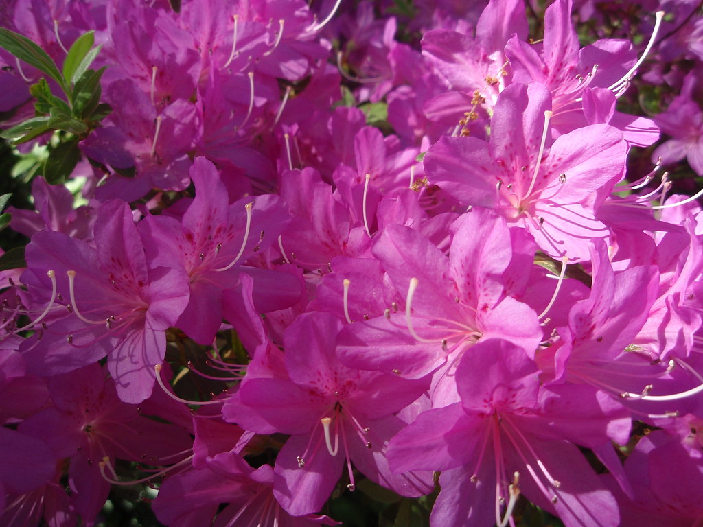 bright pink flowers At the Knoxville Botanical Garden and … Joel