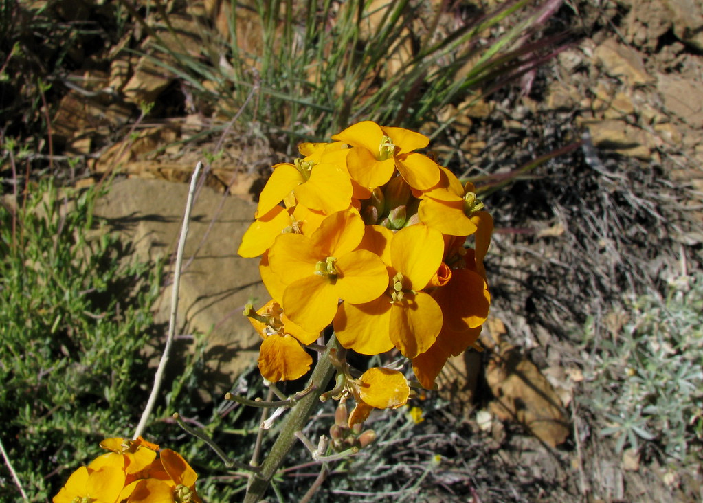 Western Wallflower (Erysimum capitatum ssp. capitatum) on … Flickr