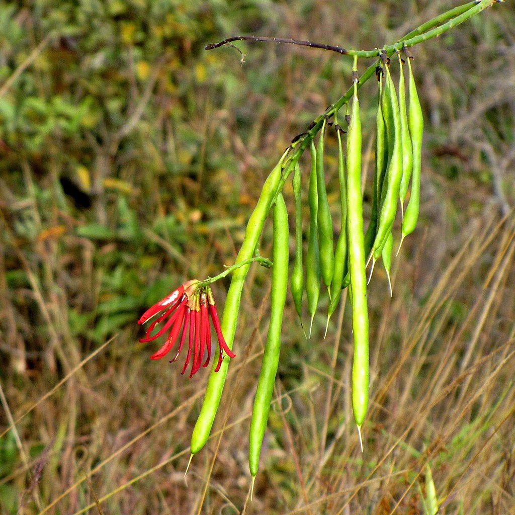 Erythrina speciosa Erythrina speciosa Andrews FABACEAE Loc… Flickr