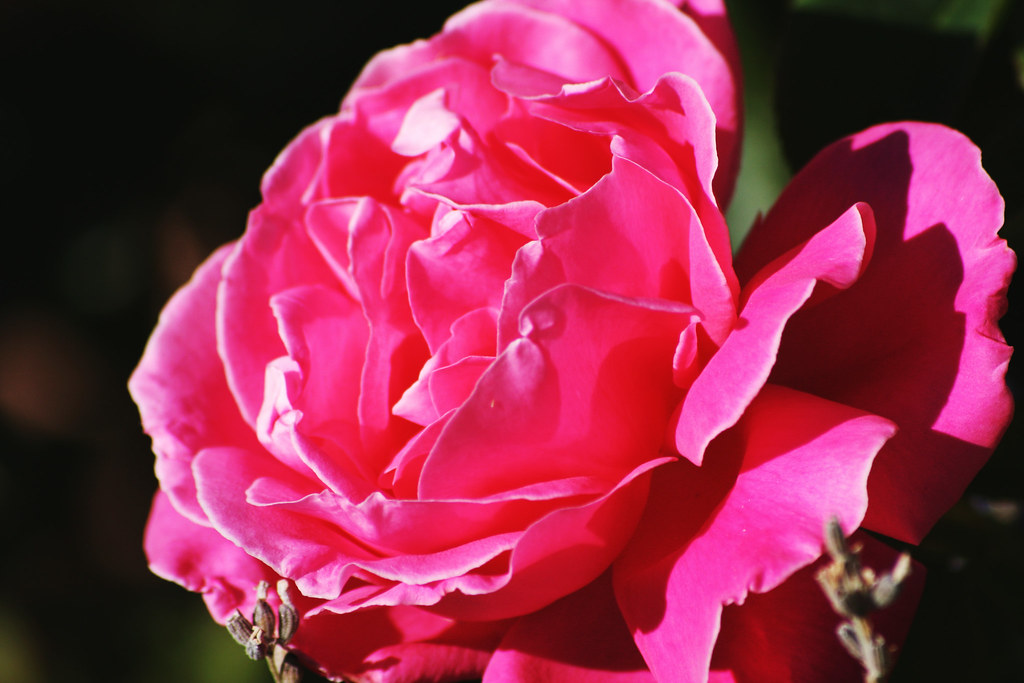 IMG_10218 Rose Garden Winslow Arizona Kevin Pfister Flickr