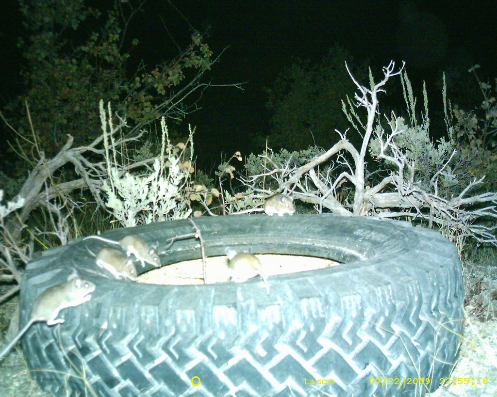 SUNP0619 Acord Lake wildlife daisy023 Flickr