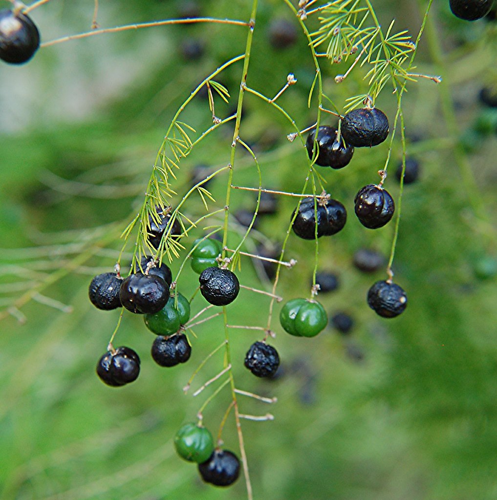 Etheric world of blue and green Asparagus fern berries a photo on Flickriver