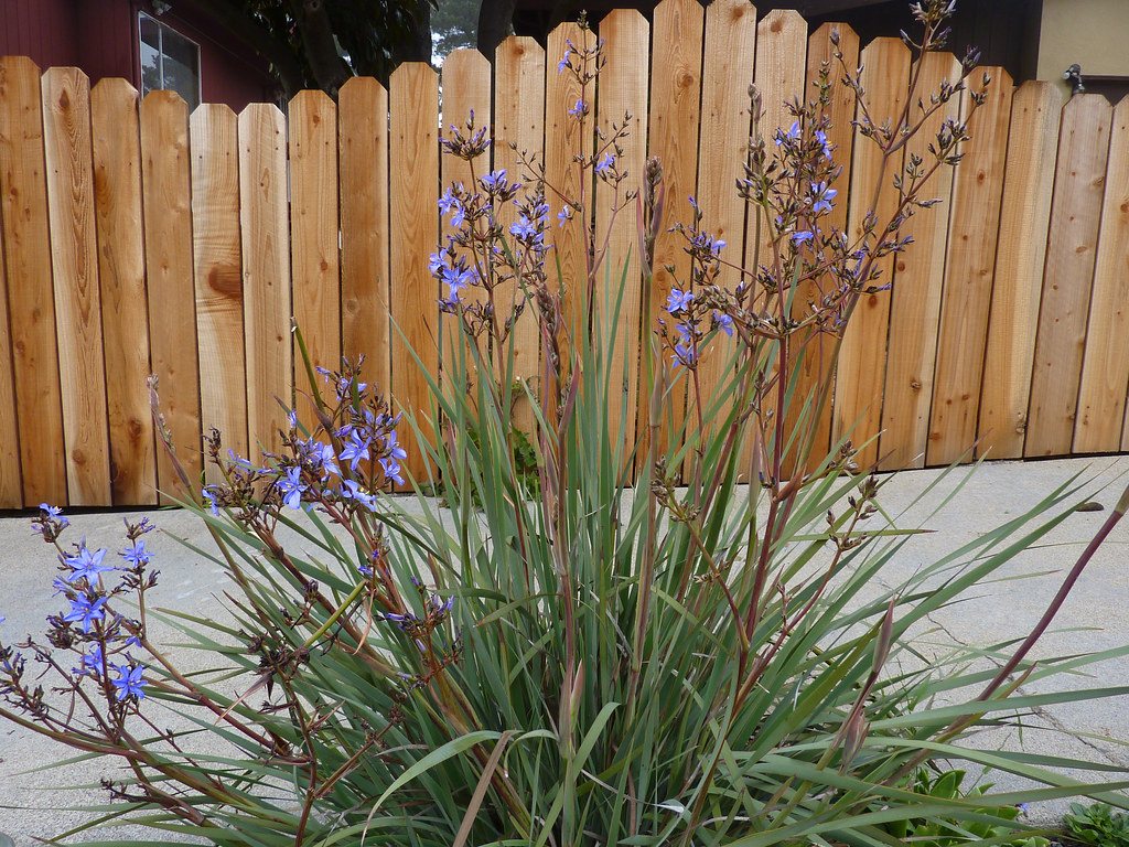 Aristea inaequalis in february has bloomed all year around… Flickr