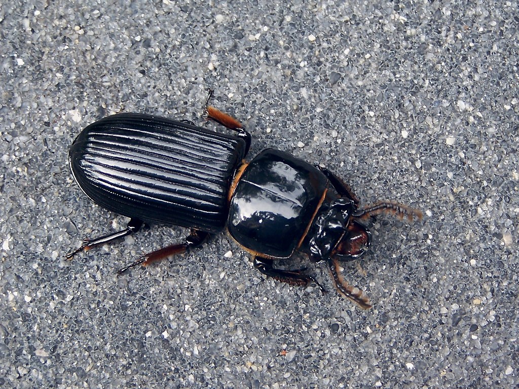 KDX00307 Bess Beetle Orlando, FL Robert Millard Flickr