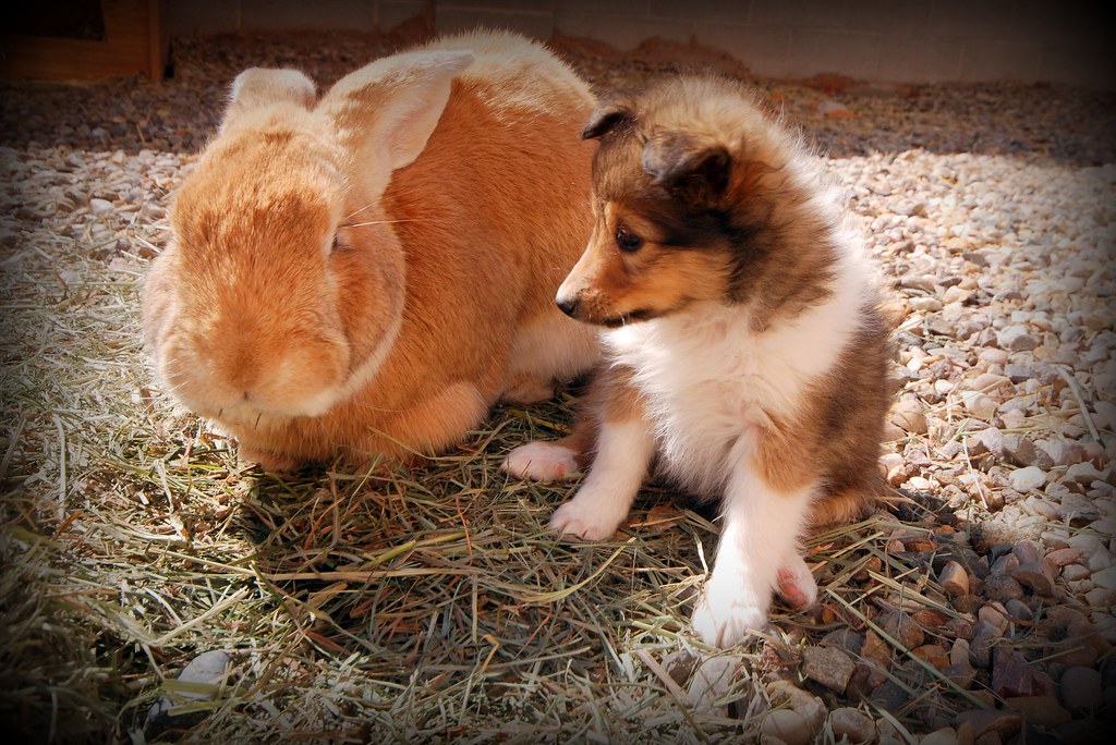 Sheltie & Giant Rabbit kristi_Nikon_D1X Flickr