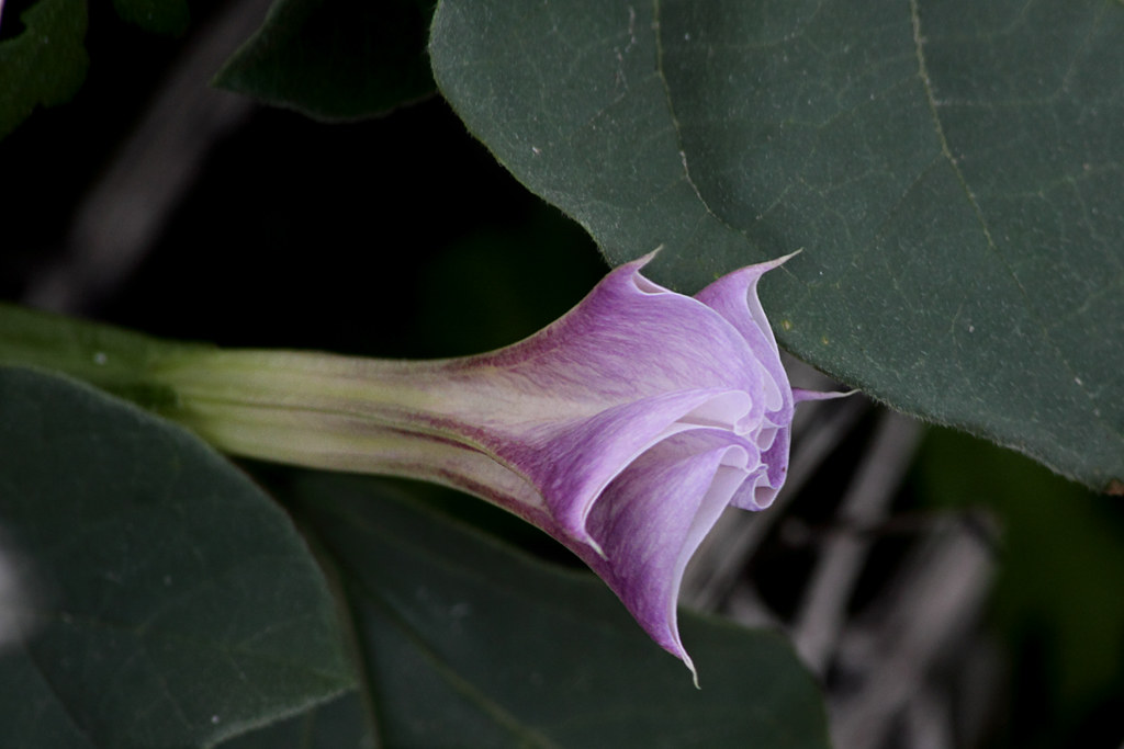Unopened Sacred Datura flower (Datura Wrightii).....1 Flickr
