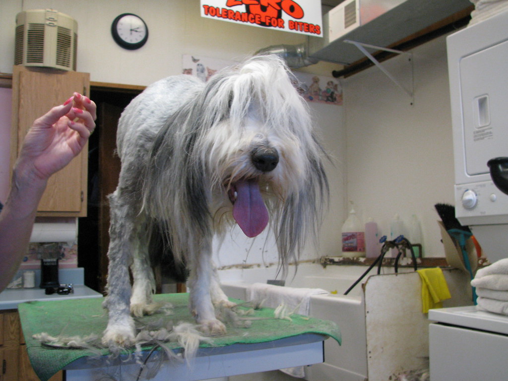 Jeanne's Dog Grooming dogs, dog grooming, dog groomers, do… Flickr