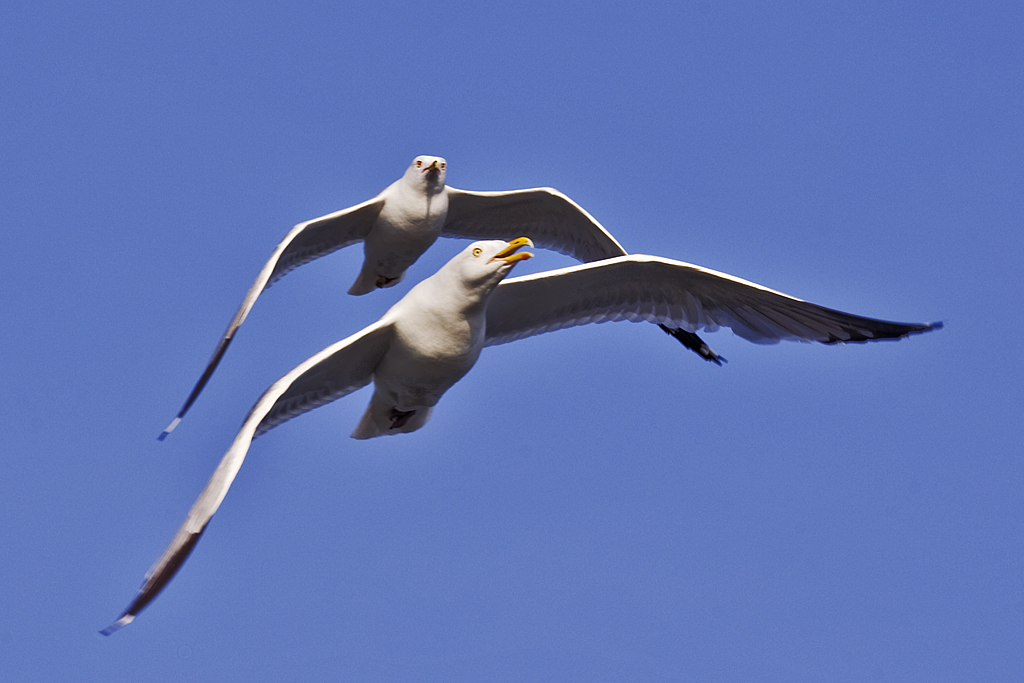 Herring and Ringbilled Gulls Herring and Ringbilled Gull… Flickr