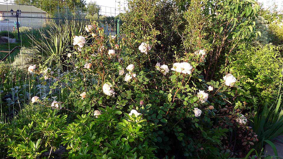 Mon Jardfin Printemps 2010 Rosier Buisson Anglais 'Kathr… Flickr