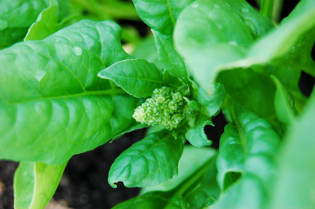 lettuce flower Uh, should I cut these off? Eric Allix Rogers Flickr