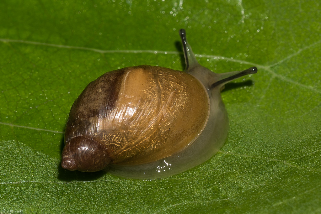 Amber snail Peace Valley Park Doylestown, PA Fred Roe Flickr