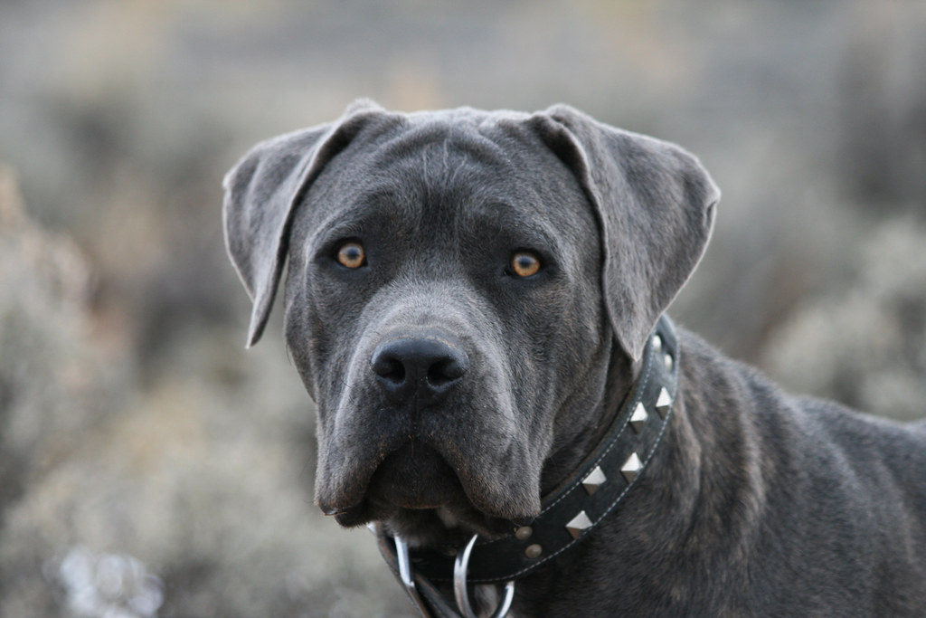 Blue Cane Corso This is Blue, our male Cane Corso. brada1878 Flickr