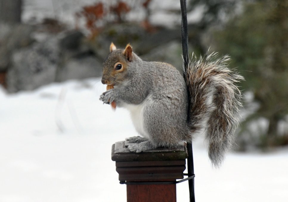 Vermin Squirrel on a deck post. Part of the blog at jronal… Flickr