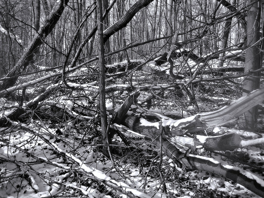 Tanglewood Washington Grove, Rochester Dan Klein Flickr