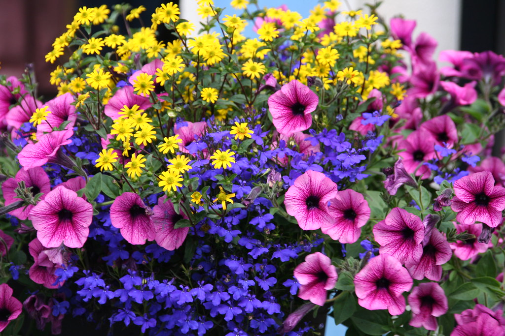 Flowers All flowers for you, Our Lady of Fatima! The Call to Fatima film Flickr
