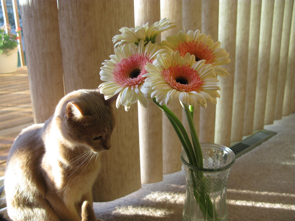 Cats and Gerbera Daisies Kristi Sauer Flickr