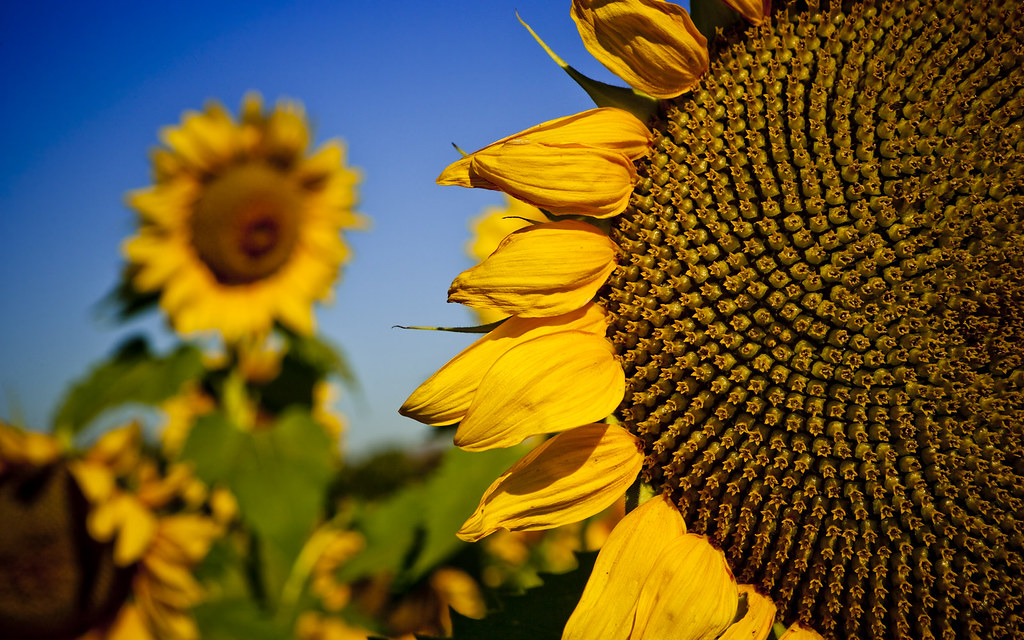 Sunflower Field At the farm in Nicholasville, KY. Benjamin