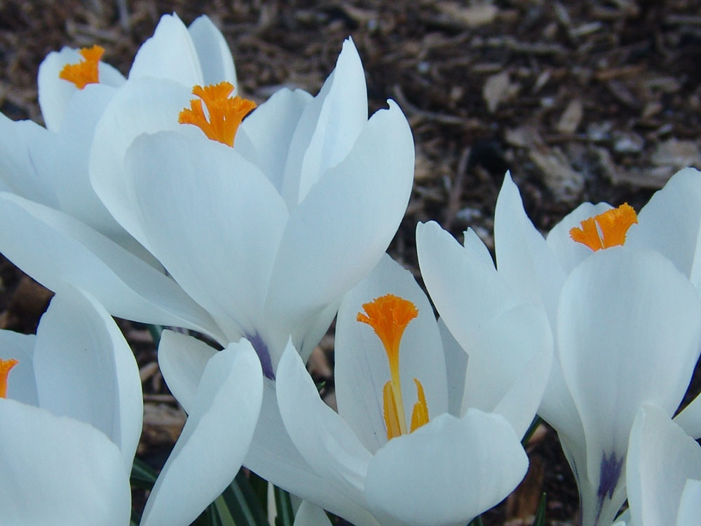 Flowers Brattleboro Vermont Bob Cornellier Flickr