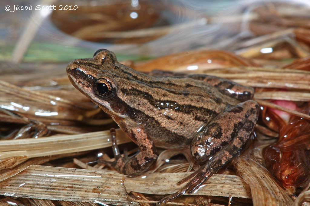 Western Chorus Frog (Pseudacris triseriata) Western Chorus… Flickr