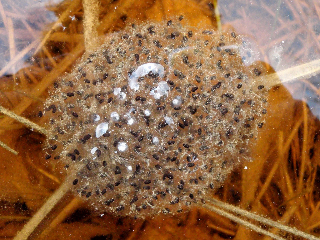 Lithobates (Rana) sylvatica Wood Frog egg mass Flickr