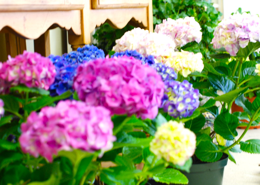 Botanica flowers.. getting my new shop ready. so much to d… Flickr