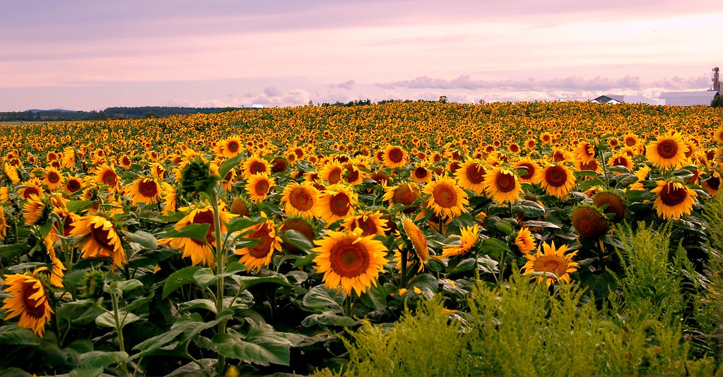 Ottawa,Sunflowers (2) Ottawa Valley snooks58 Flickr