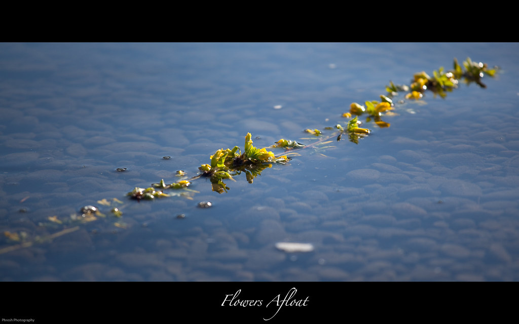 144/365 Flowers Afloat Today I woke up at seven, and ins… Flickr