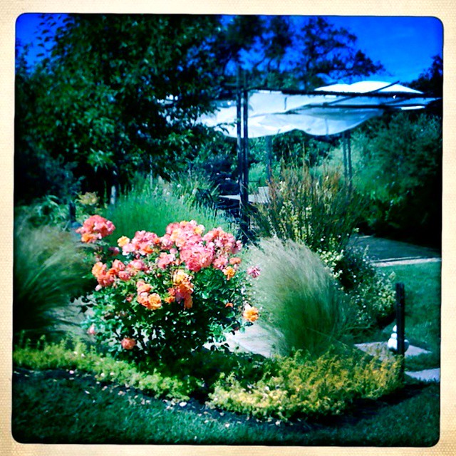 Sebastopol afternoon Douglas LeMoine Flickr