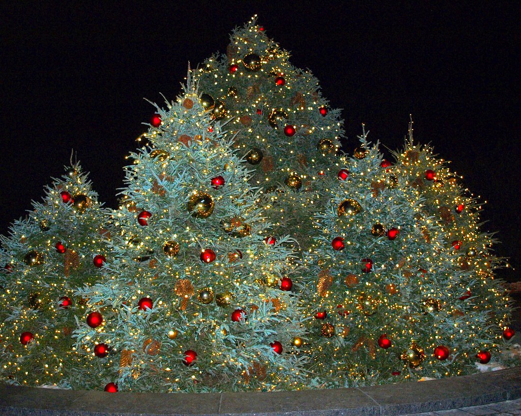Christmas Trees, New York Botanical Garden NYBG Reflecting… Flickr