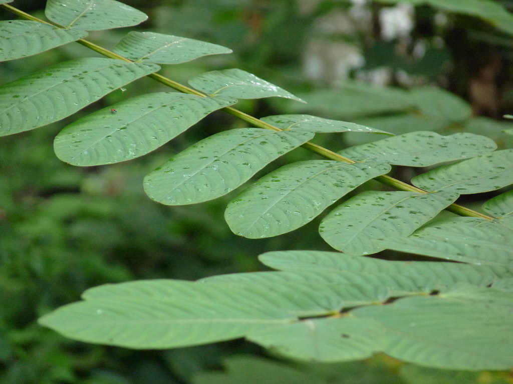 Seven Golden Candlesticks Cassia alata Family Caesalpinia… Flickr