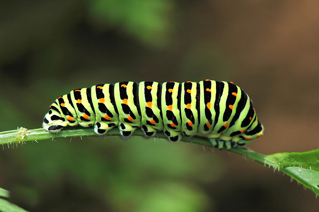 la chenille de Machaon a photo on Flickriver