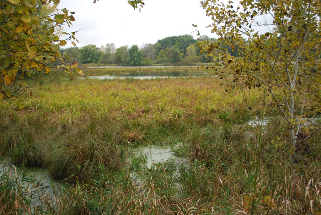 Marsh Red Cedar Lake Wisconsin State Natural Area 215 Joshua Mayer
