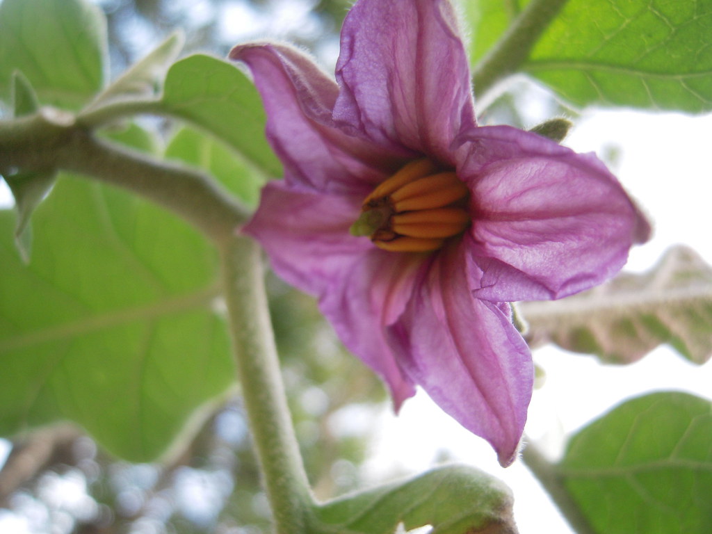 Eggplant flower Katie ElzerPeters Flickr