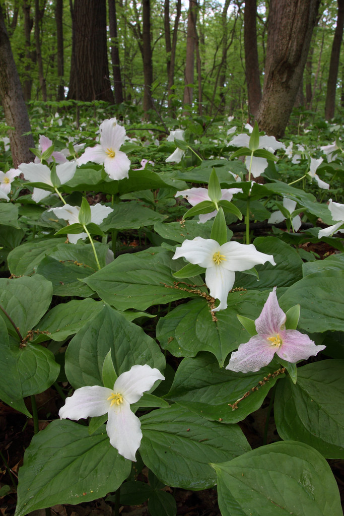"Trillium Corner", Meacham Grove Forest Preserve, DuPage C… Flickr