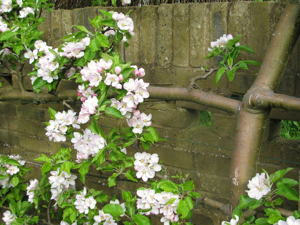 Apple Blossom Flower VS Cherry Blossom Which Is Better In Your Eyes
