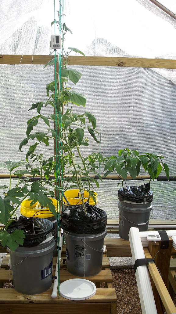 Greenhouse Plant Shot Florida Outdoor Hydroponics Flickr