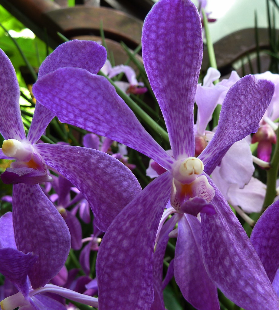 Purple Orchid,Singapore Botanical Garden Leong Him Woh Flickr