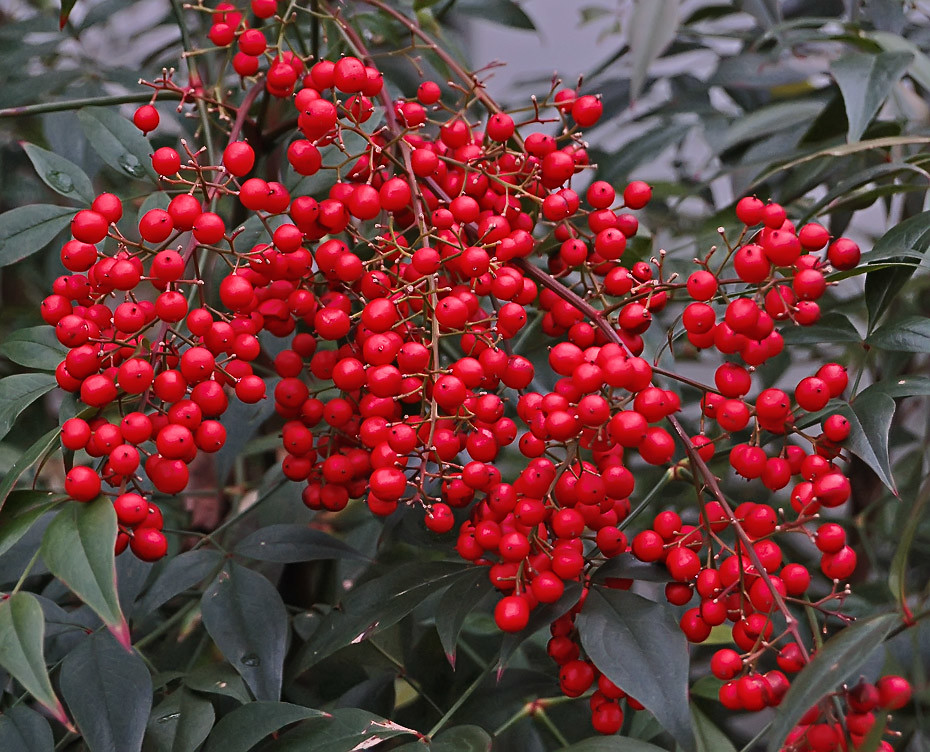 Red berries, at Missouri Botanical Garden (Shaw's Garden),… Flickr