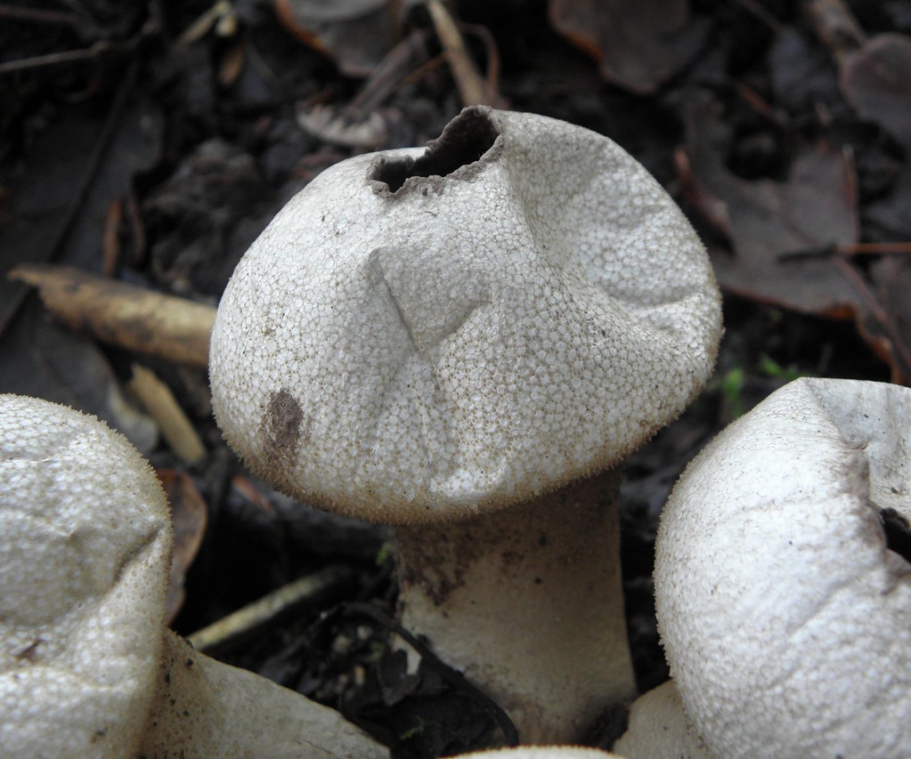 Deflated, puffball (Lycoperdaceae) These fungus are called… Flickr