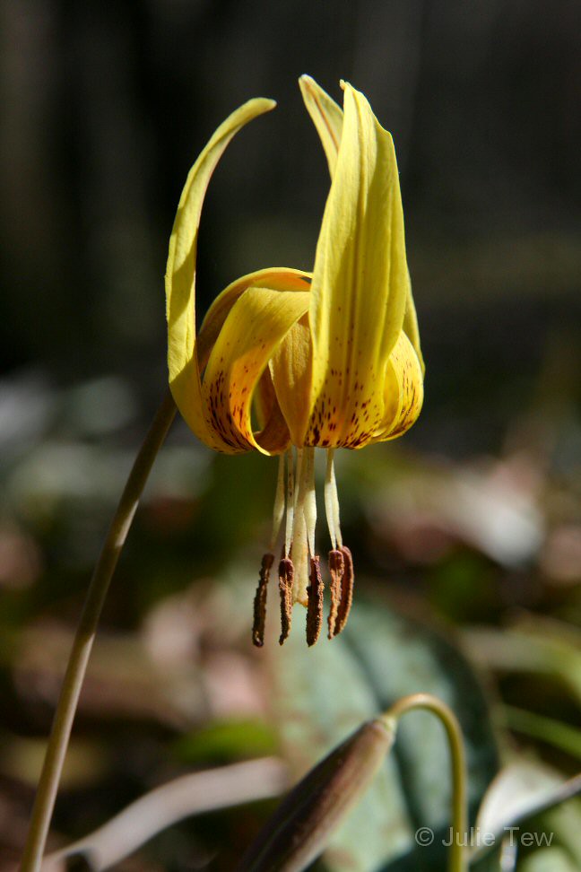 Trout Lily of Wolf Creek Erythronium americanum Wolf Creek… Flickr