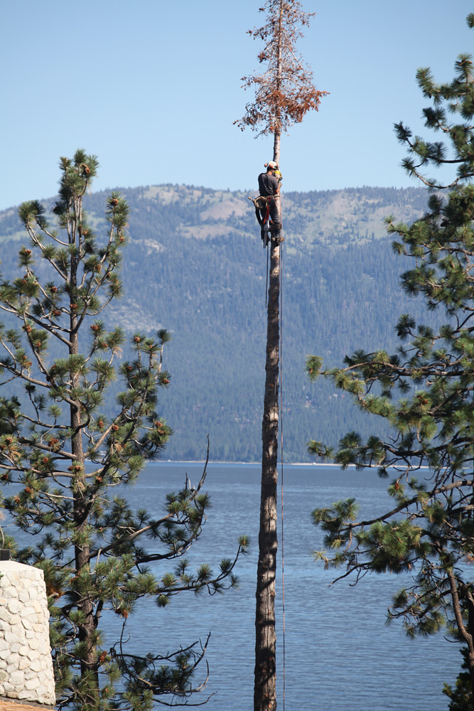 Untitled Jeremiah's Tree Service Flickr