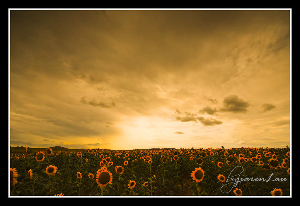 Toowoomba Sunflower Field For the full story, click HERE Flickr
